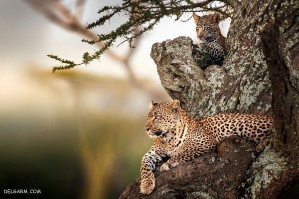  عکس پلنگ وحشی برای پروفایل