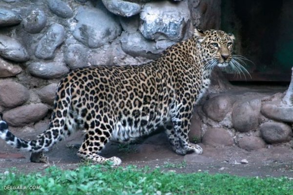  عکس پلنگ ماده