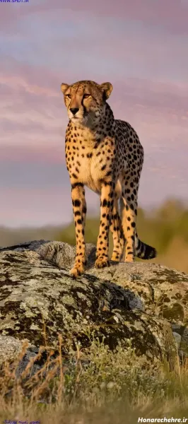  عکس پلنگ سیاه و سفید