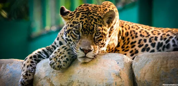  عکس پلنگ سیاه و سفید