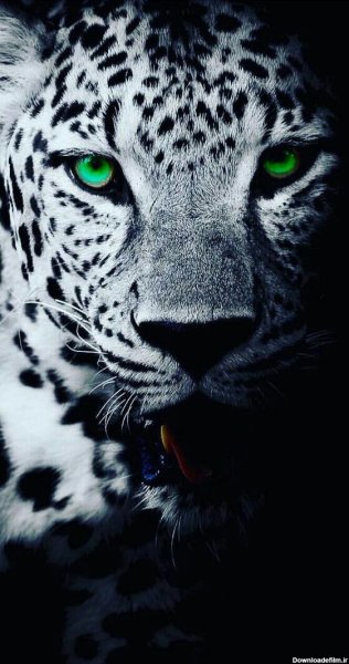  عکس جگوار سیاه