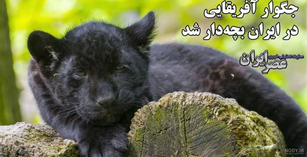  عکس جگوار سیاه وحشی