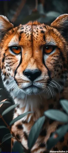  والپیپر حیوانات