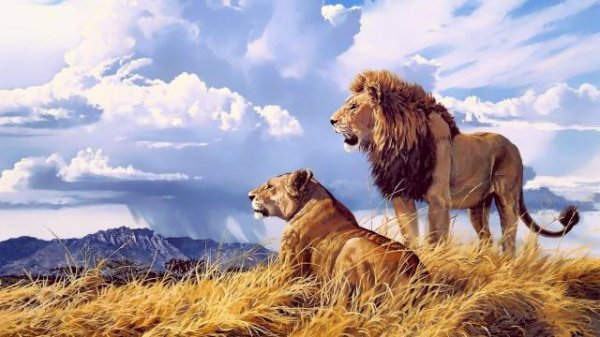  دانلود عکس حیوانات با کیفیت 4k