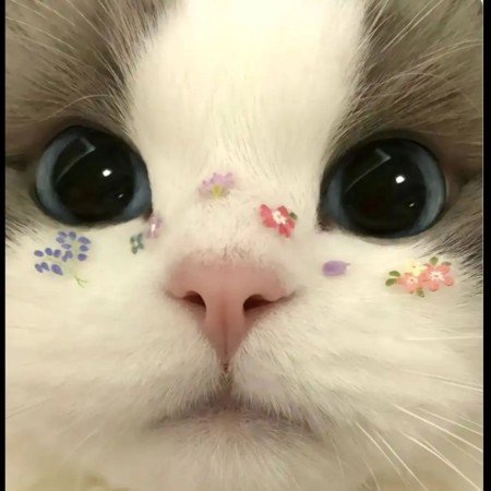  عکس حیوانات خانگی بامزه