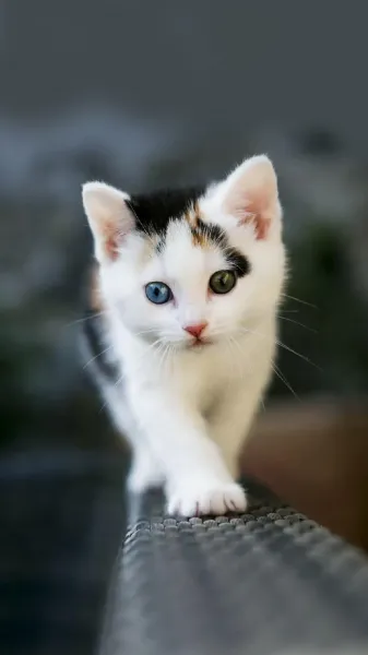  عکس گربه بامزه