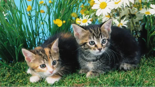  عکس گربه بامزه
