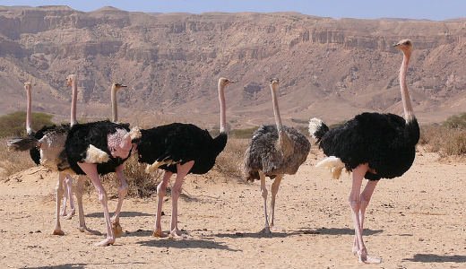  عکس بزرگترین حیوان جهان