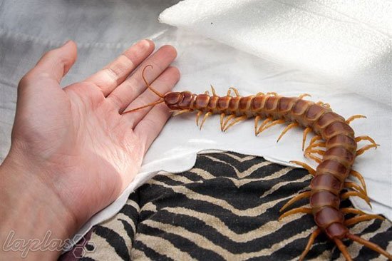  عکس بزرگترین غول واقعی جهان