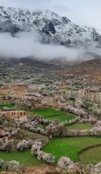 بک گراند سبز فانتزی