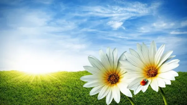  بهترین عکس تابستان