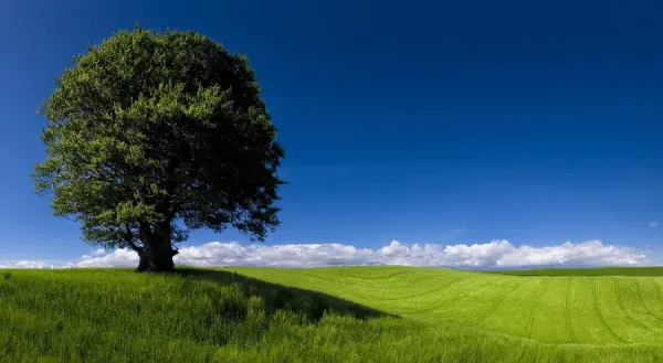  بهترین عکس تابستان