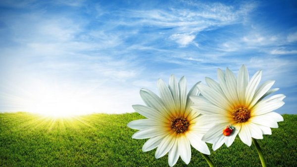  254 بهترین عکس تابستان