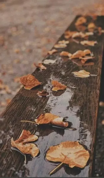  عکس باران تیک تاک