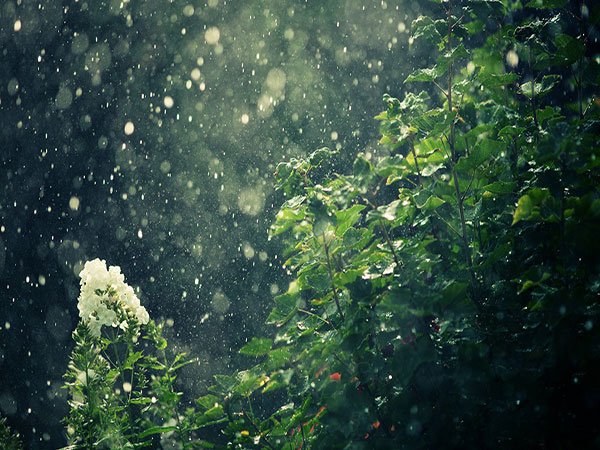  گالری عکس طبیعت