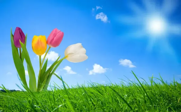  عکس شکوفه بهاری برای پروفایل