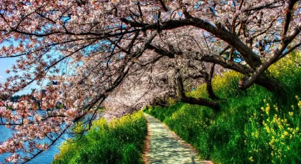  عکس شکوفه بهاری برای پروفایل
