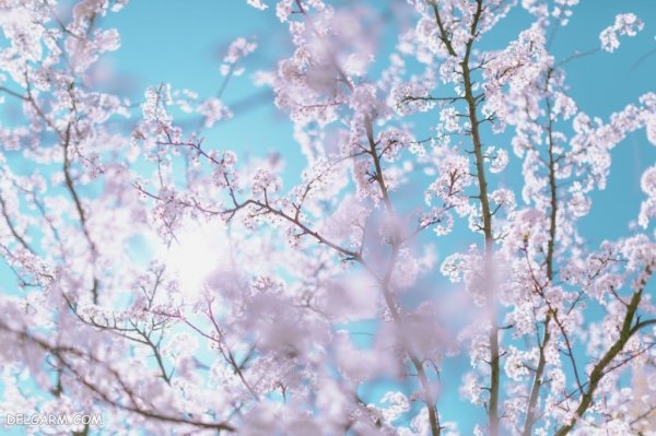  عکس شکوفه های بهاری با کیفیت بالا