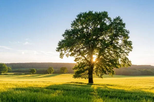  عکس درخت برای پروفایل