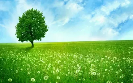 عکس درخت طبیعی