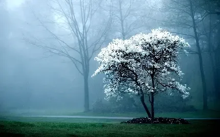 عکس درخت طبیعی