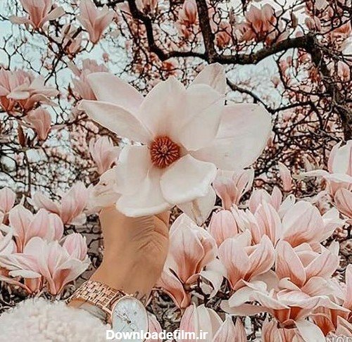  عکس بهاری عاشقانه بدون متن