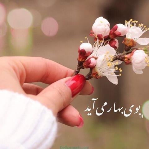پروفایل بهاری خدایی