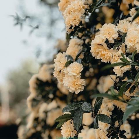 پروفایل بهاری خدایی