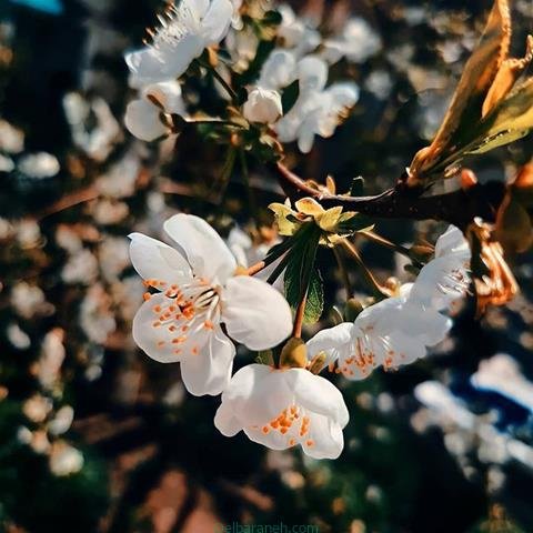 پروفایل بهاری خدایی