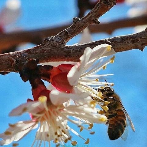 پروفایل بهاری خدایی