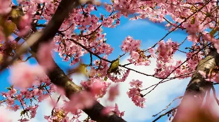  عکس شکوفه واقعی