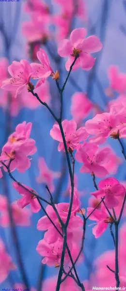  عکس شکوفه زیبا