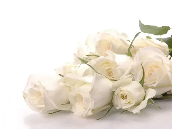  عکس گل سفید برای پروفایل