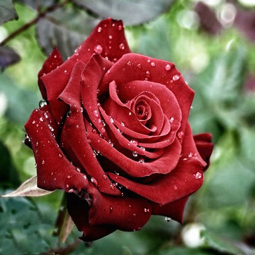  عکس گل رز قرمز برای پروفایل