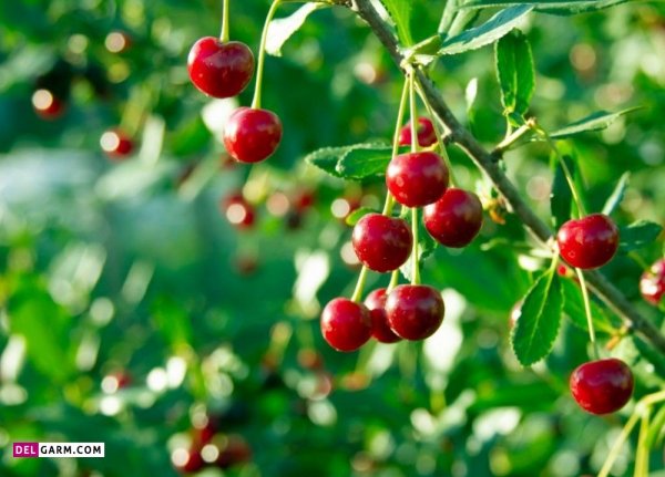  عکس آلبالو پینترستی