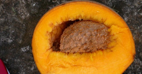  عکس تمام میوه های جهان