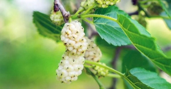  عکس میوه های زیبا
