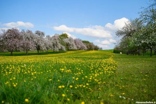  عکس طبیعت بکر بهاری