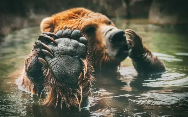  عکس خرس