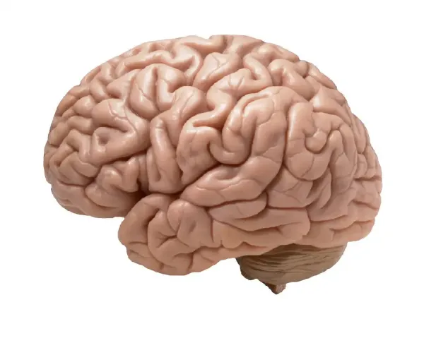  عکس مغز