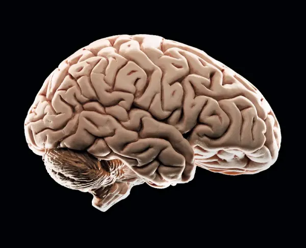  عکس مغز