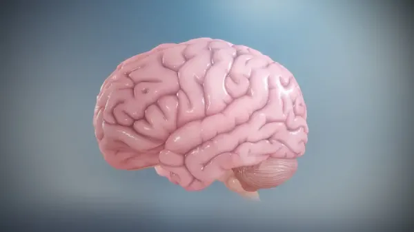  عکس مغز