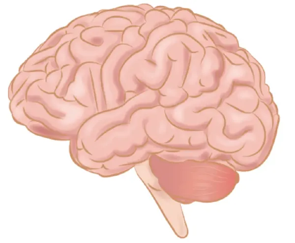  عکس مغز