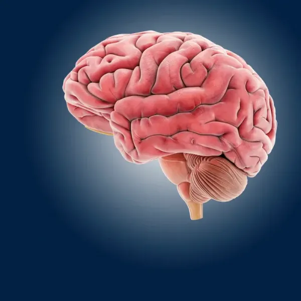  عکس مغز