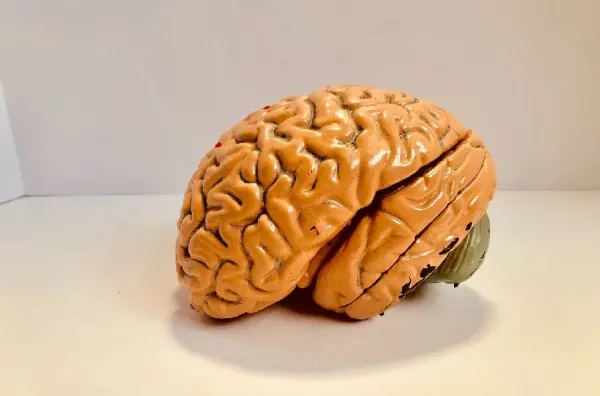  عکس مغز