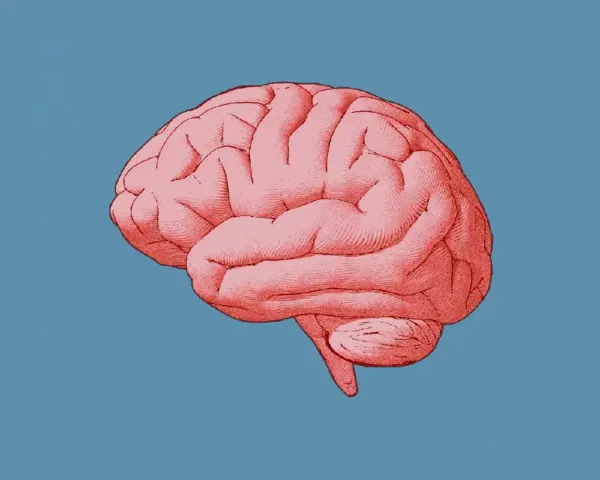  عکس مغز
