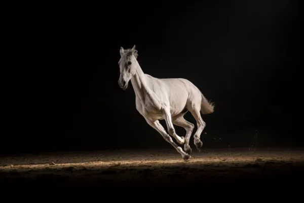  عکس اسب واقعی