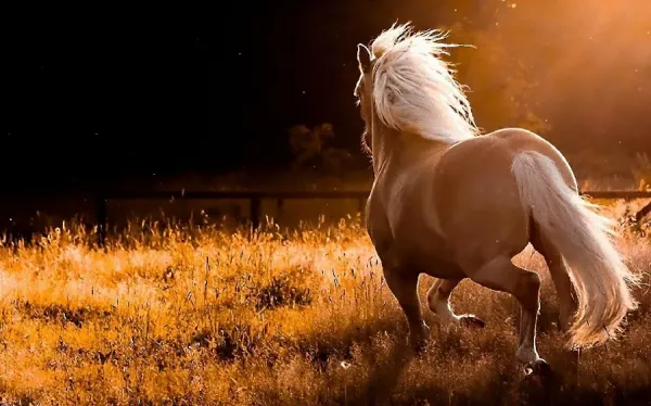  عکس اسب در طبیعت