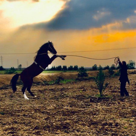  عکس دختر با اسب برای پروفایل