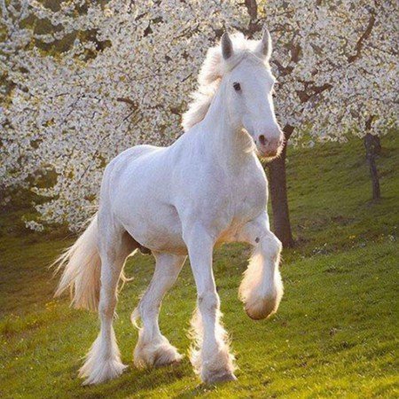  عکس دختر با اسب برای پروفایل